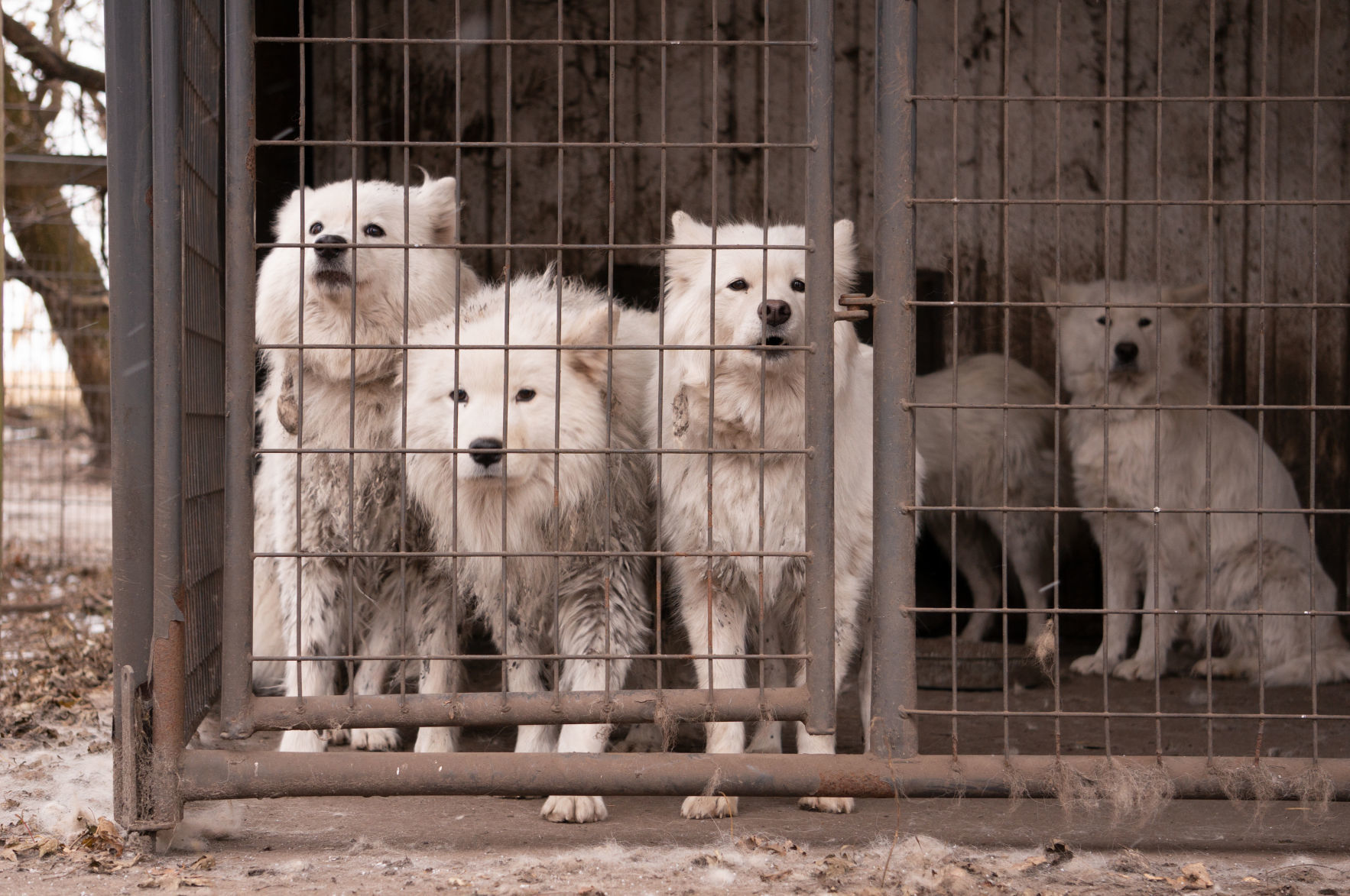 Puppy mill 4